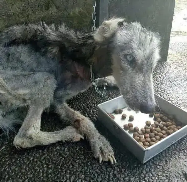 Husky tem recuperação surpreendente após ser resgatada Husky tem recuperação surpreendente após ser resgatada