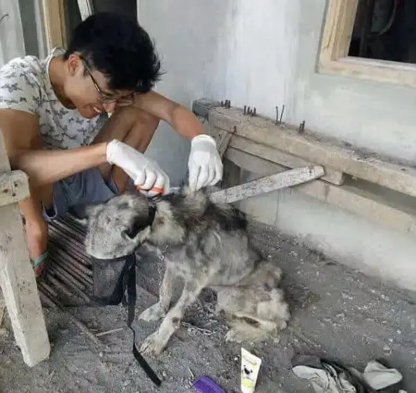 Husky tem recuperação surpreendente após ser resgatada