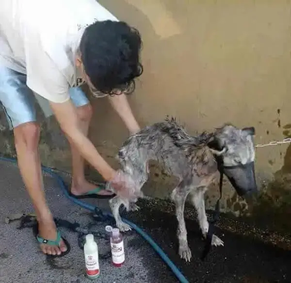 Husky tem recuperação surpreendente após ser resgatada