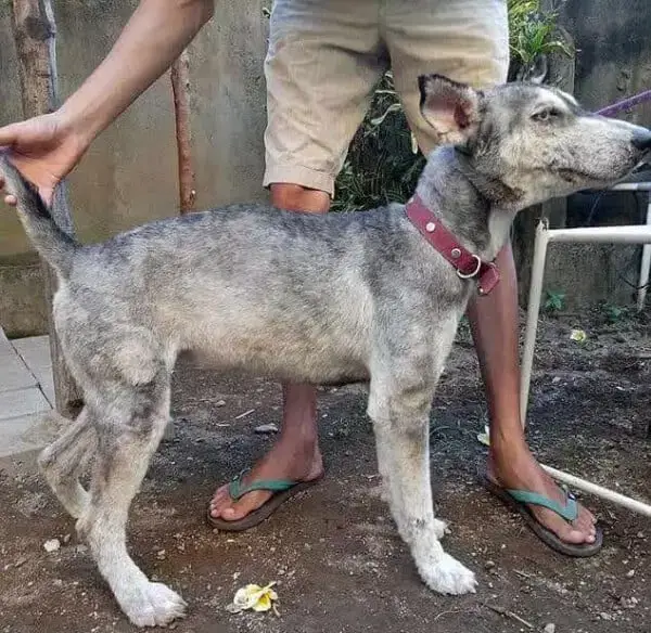 Husky tem recuperação surpreendente após ser resgatada
