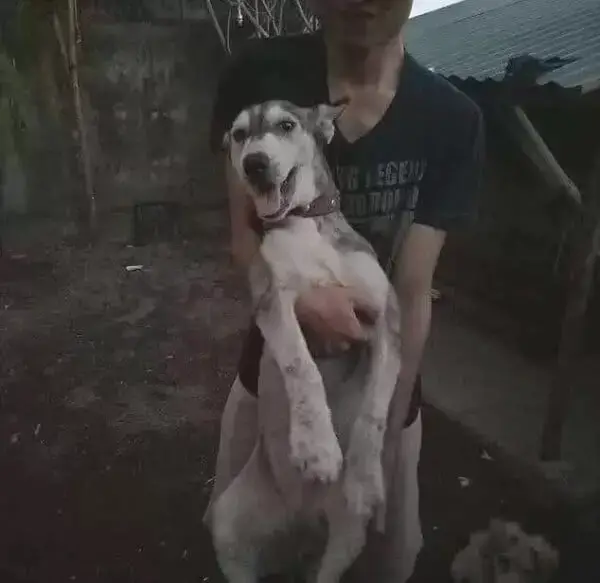 Husky tem recuperação surpreendente após ser resgatada Husky tem recuperação surpreendente após ser resgatada